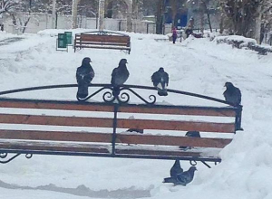 Банда голубей прогнала старушек со скамейки в Воронеже Банда голубей прогнала старушек со скамейки в Воронеже