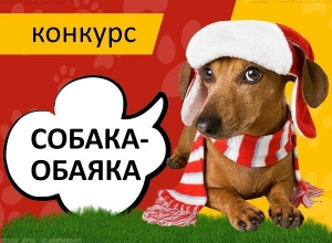 Определены победители конкурса «Собака-обаяка» Определены победители конкурса «Собака-обаяка»