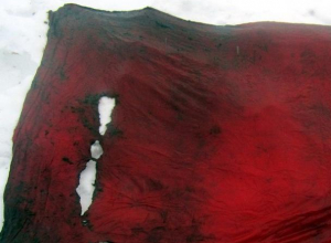 Останки воронежского солдата подняли с болота в Нижегородской области Останки воронежского солдата подняли с болота в Нижегородской области