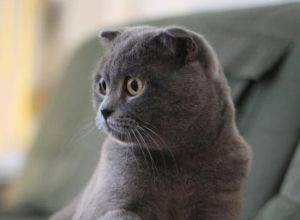 В Воронеже «хорошие хозяева» жестоко обошлись с котом-шотландцем В Воронеже «хорошие хозяева» жестоко обошлись с котом-шотландцем