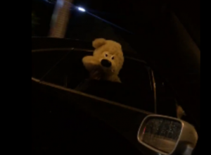 Плюшевый пассажир в Ford Mondeo скрасил вечер воронежским автомобилистам Плюшевый пассажир в Ford Mondeo скрасил вечер воронежским автомобилистам