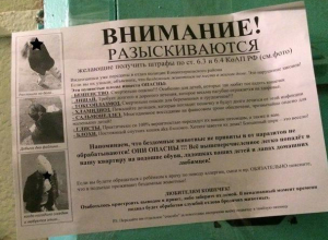 Кормление бездомных кошек развязало соседскую войну в Воронеже Кормление бездомных кошек развязало соседскую войну в Воронеже