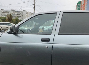 Кота застали за рулем автомобиля на парковке в Воронеже Кота застали за рулем автомобиля на парковке в Воронеже