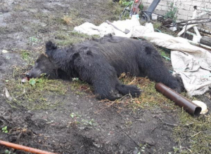 Владелец медведя-убийцы обвинил в произошедшей трагедии погибшего ветерана Владелец медведя-убийцы обвинил в произошедшей трагедии погибшего ветерана