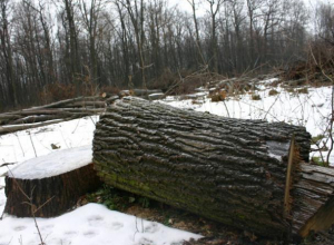 Воронежца поймали на рубке 5 дубов стоимостью 100 тысяч рублей Воронежца поймали на рубке 5 дубов стоимостью 100 тысяч рублей