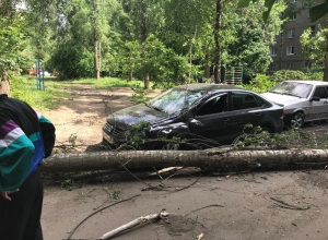 От безумного ветра дерево смяло машину в воронежском дворе От безумного ветра дерево смяло машину в воронежском дворе