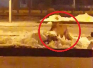 Лиса-красавица в воронежском парке попала на видео Лиса-красавица в воронежском парке попала на видео