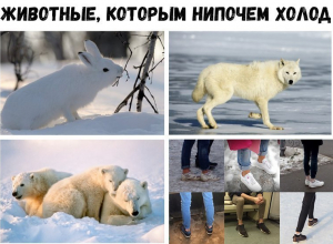 В Воронеже людей с подворотами сравнили с животными В Воронеже людей с подворотами сравнили с животными