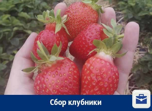 Воронежцев зовут на сезонную работу Воронежцев зовут на сезонную работу