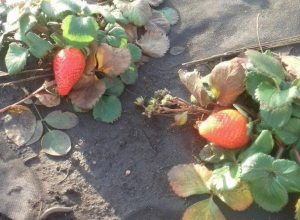 Воронежцы похвастались героической клубникой в январе Воронежцы похвастались героической клубникой в январе
