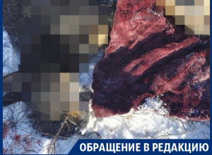 В центре воронежского поселка цинично расстреляли собак В центре воронежского поселка цинично расстреляли собак