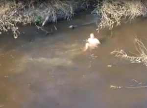 Голого воронежского пловца сняли на видео Голого воронежского пловца сняли на видео
