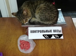 Спящий рядом с фаршем в магазине кот испугал воронежцев Спящий рядом с фаршем в магазине кот испугал воронежцев