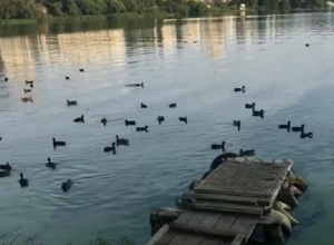 В Сети обсуждают нашествие уток в Воронежском водохранилище В Сети обсуждают нашествие уток в Воронежском водохранилище
