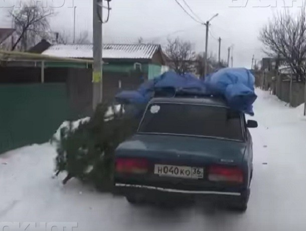 Воронежские полицейские поймали елочного вора, который ушел от преследования лесников Воронежские полицейские поймали елочного вора, который ушел от преследования лесников