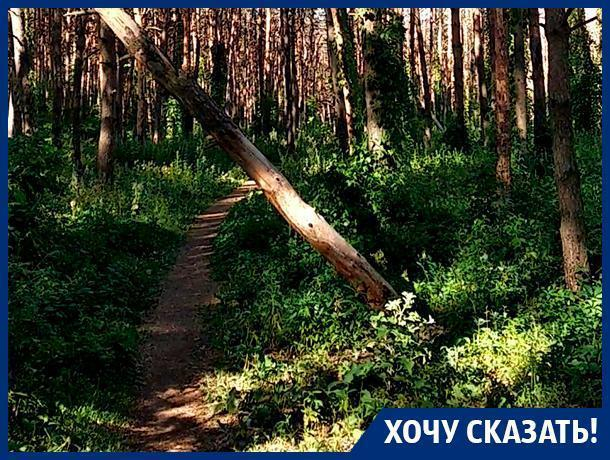 Наш лес травят, – жительница Северного микрорайона Воронежа Наш лес травят, – жительница Северного микрорайона Воронежа