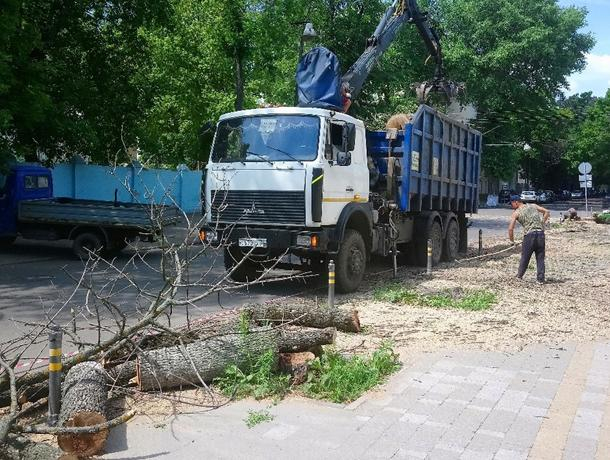 Из-за голодных жуков в центре Воронежа начали рубить деревья Из-за голодных жуков в центре Воронежа начали рубить деревья
