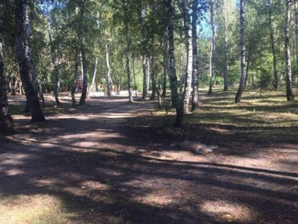 В воронежском парке собак подстерегает смертельная опасность В воронежском парке собак подстерегает смертельная опасность
