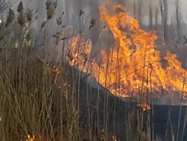 Воронежские школьники потушили 500-метровый пожар на хуторе Воронежские школьники потушили 500-метровый пожар на хуторе