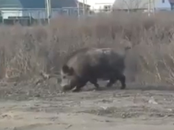 Пугающего людей кабана сняли на видео под Воронежем Пугающего людей кабана сняли на видео под Воронежем