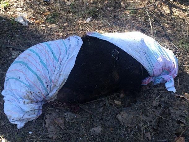 Воронежцам подложили труп свиньи Воронежцам подложили труп свиньи