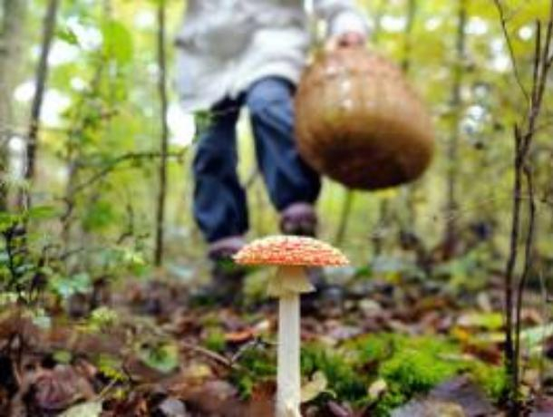 Воронежские грибники отравились «съедобными сыроежками» Воронежские грибники отравились «съедобными сыроежками»