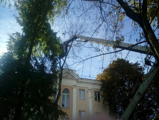 Прохожие пристыдили опасную опиловку деревьев в центре Воронежа Прохожие пристыдили опасную опиловку деревьев в центре Воронежа