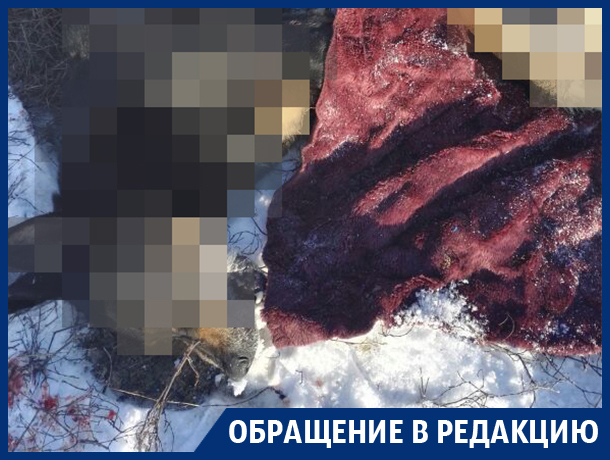 В центре воронежского поселка цинично расстреляли собак В центре воронежского поселка цинично расстреляли собак