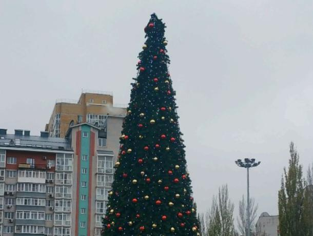 Первую новогоднюю елку установили в Воронеже Первую новогоднюю елку установили в Воронеже
