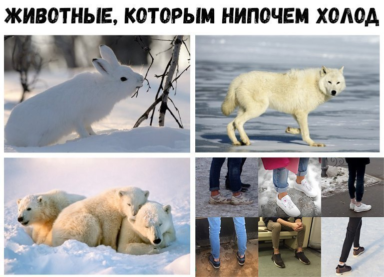 В Воронеже людей с подворотами сравнили с животными В Воронеже людей с подворотами сравнили с животными