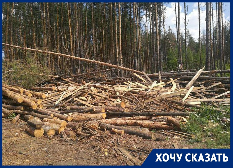 О новой беспощадной вырубке леса под маской сухостоя рассказали воронежцы О новой беспощадной вырубке леса под маской сухостоя рассказали воронежцы