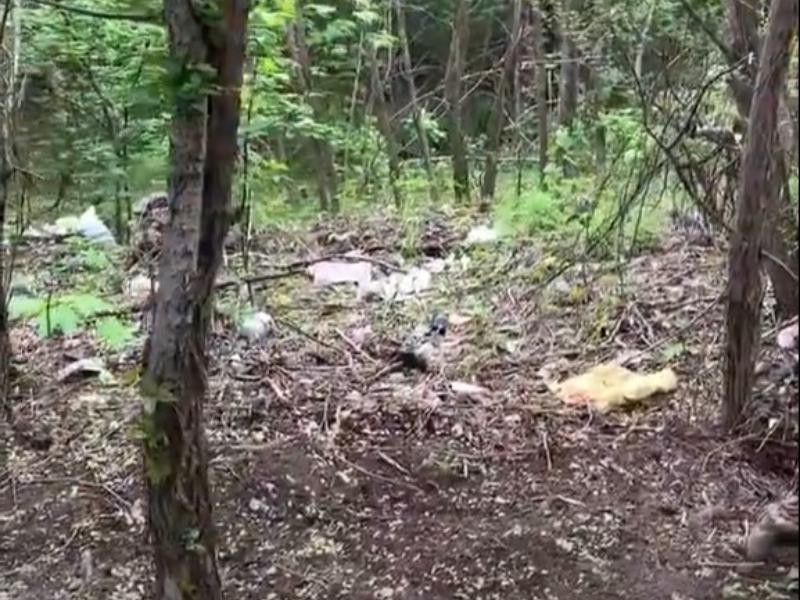 За зеленым фасадом Воронежа обнаружили неприглядную натуру и равнодушие чиновников За зеленым фасадом Воронежа обнаружили неприглядную натуру и равнодушие чиновников
