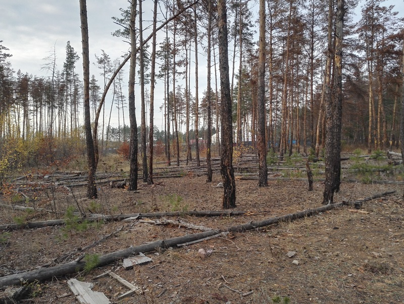 Деревья Северного леса вновь просверлили в Воронеже Деревья Северного леса вновь просверлили в Воронеже