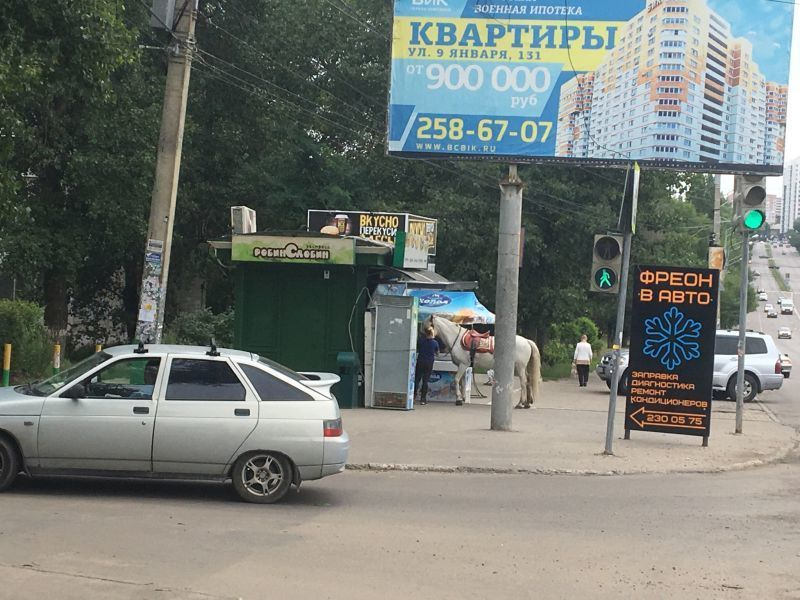 Жительница Воронежа пошла с конем покупать фаст-фуд Жительница Воронежа пошла с конем покупать фаст-фуд