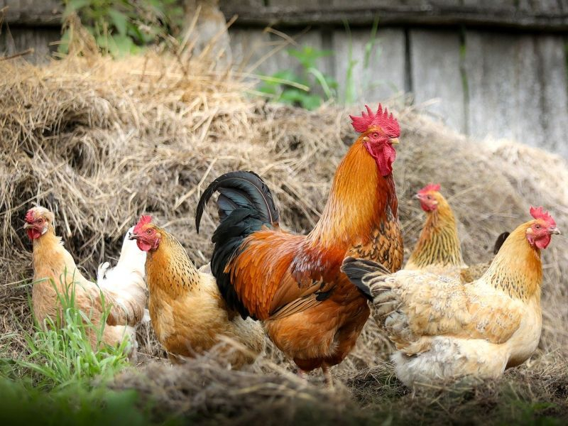 Власти потратят 1,4 млрд рублей на развитие воронежских сел Власти потратят 1,4 млрд рублей на развитие воронежских сел