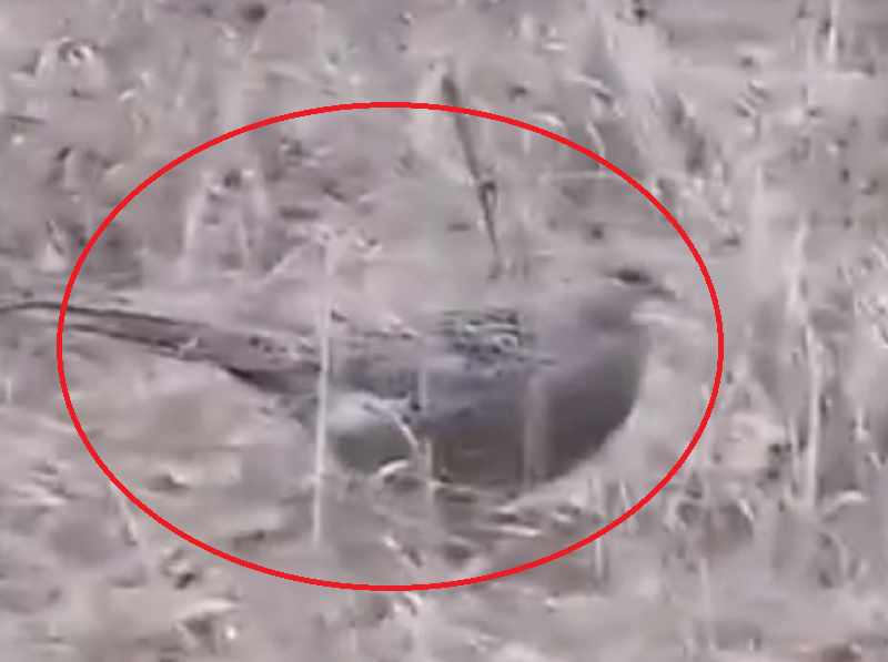 Прогулку самки фазана снял на видео директор воронежского заповедника Прогулку самки фазана снял на видео директор воронежского заповедника