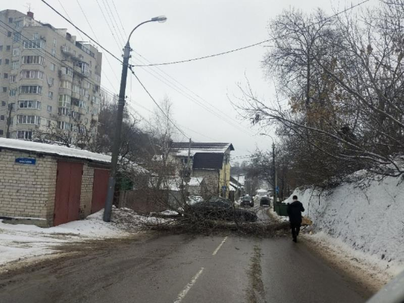 Упавшее дерево полностью перекрыло улицу в Воронеже Упавшее дерево полностью перекрыло улицу в Воронеже
