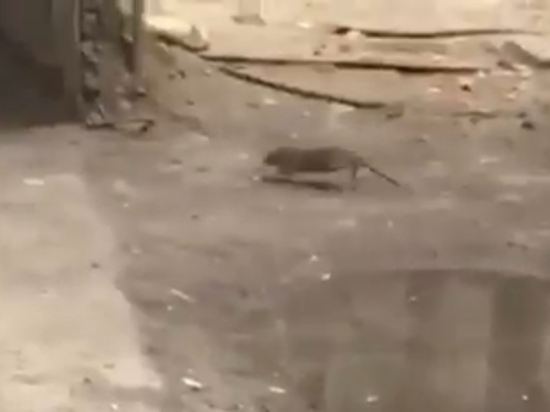 Логово крыс сняли на видео в центре Воронежа Логово крыс сняли на видео в центре Воронежа