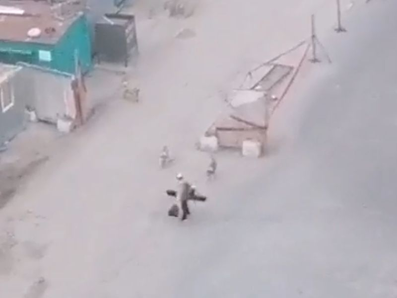 Новое нападение огромных собак на прохожего записали из окна в Воронеже Новое нападение огромных собак на прохожего записали из окна в Воронеже