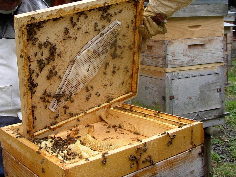 Под Воронежем начинающий пчеловод украл три улья из-под носа пьяного сторожа Под Воронежем начинающий пчеловод украл три улья из-под носа пьяного сторожа