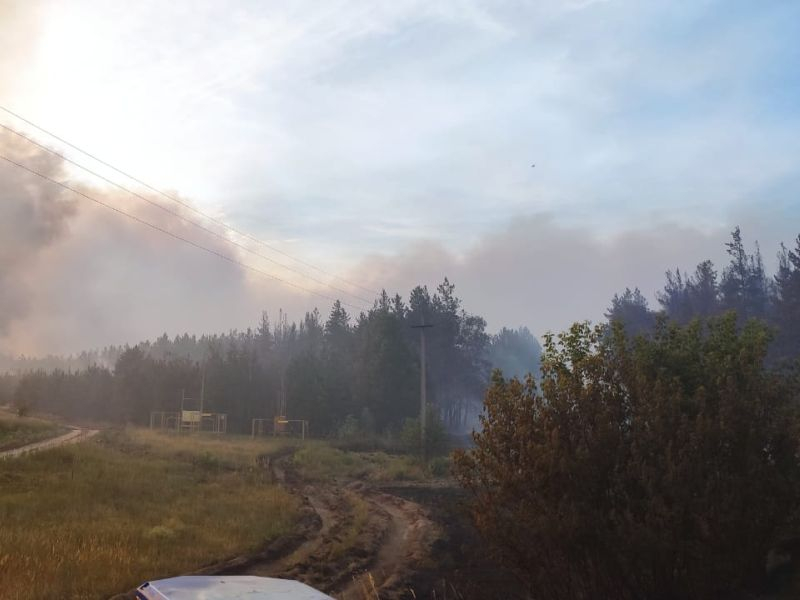 Стадо телят погибло в мощном лесном пожаре в Воронежской области Стадо телят погибло в мощном лесном пожаре в Воронежской области