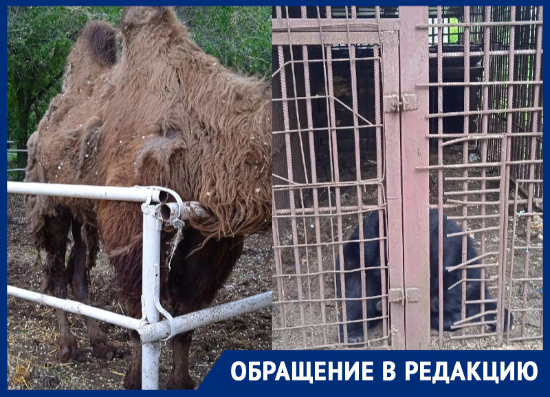Умирают или нет: что происходит с животными в воронежском клубе «Спартак» Умирают или нет: что происходит с животными в воронежском клубе «Спартак»