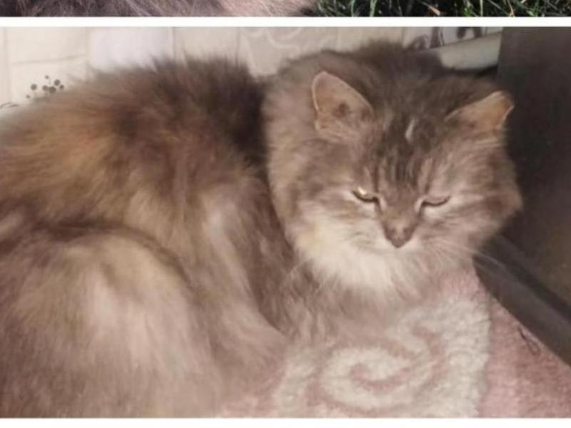 Воронежскую кошку без хвоста забрала к себе жительница Германии Воронежскую кошку без хвоста забрала к себе жительница Германии