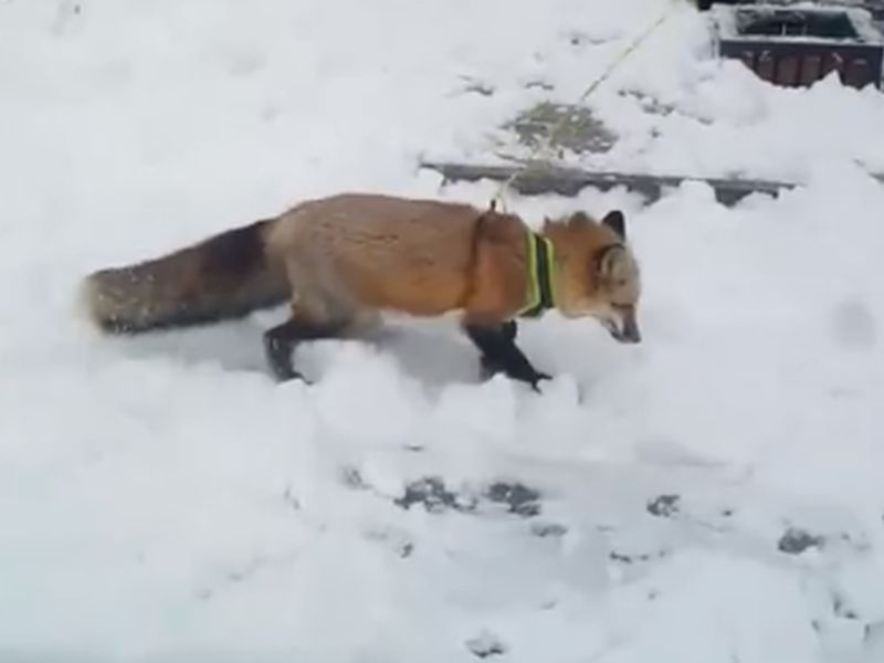 По центру Воронежа на поводке водили лису По центру Воронежа на поводке водили лису