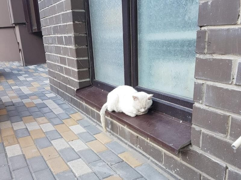 Установлена личность водителя намерено задавившего кота в Воронеже Установлена личность водителя намерено задавившего кота в Воронеже