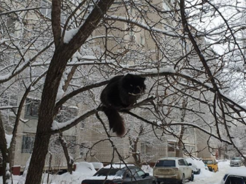 Приближающуюся весну предсказали воронежцы с помощью жирного кота Приближающуюся весну предсказали воронежцы с помощью жирного кота