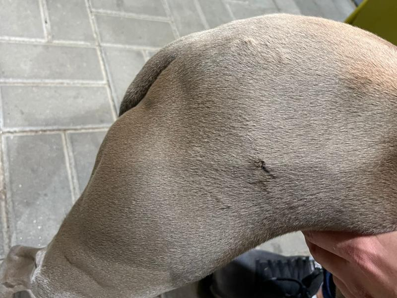 Бродячие псы прокусили ногу домашней собаке в воронежском микрорайоне Бродячие псы прокусили ногу домашней собаке в воронежском микрорайоне