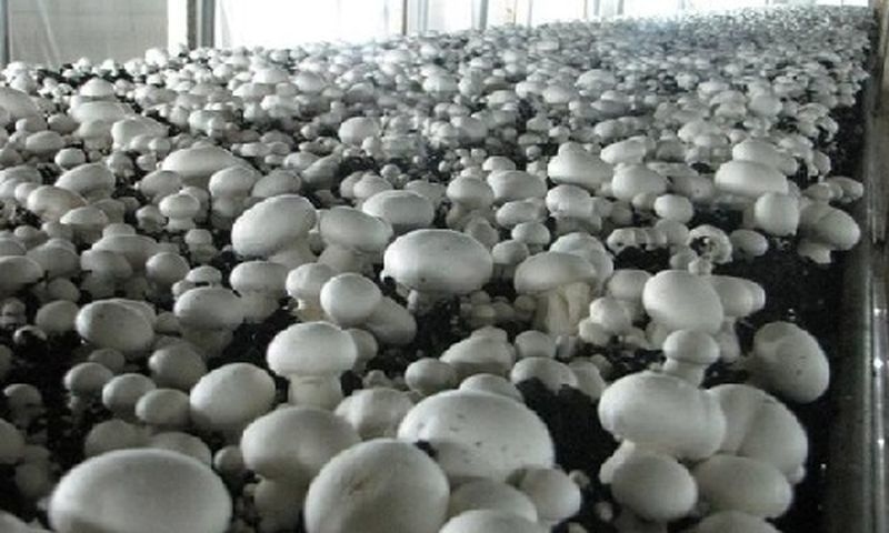 Под Воронежем краснодарцы открывают крупное производство шампиньонов Под Воронежем краснодарцы открывают крупное производство шампиньонов