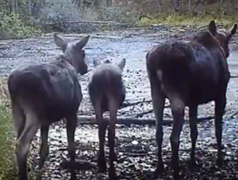 Романтическое преследование лося снял на видео воронежский зоолог Романтическое преследование лося снял на видео воронежский зоолог