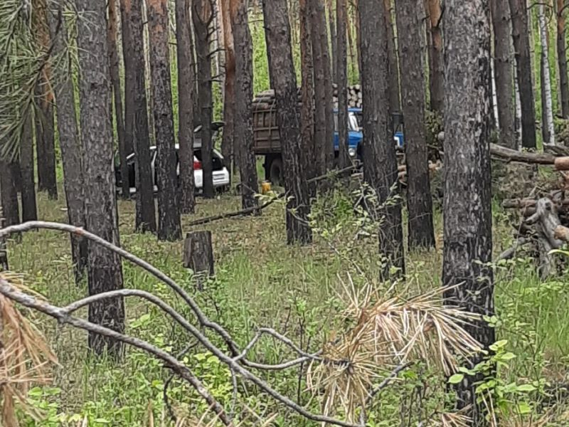 Воронежцы сообщили о сплошной рубке леса в микрорайоне Отрожка Воронежцы сообщили о сплошной рубке леса в микрорайоне Отрожка